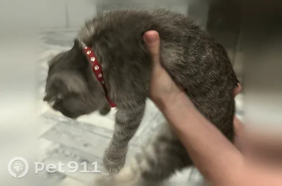 Найдена кошка, Кемерово, фото: Найдена кошка, Притомский, Кемерово — кошечка-подросток с красным ошейником