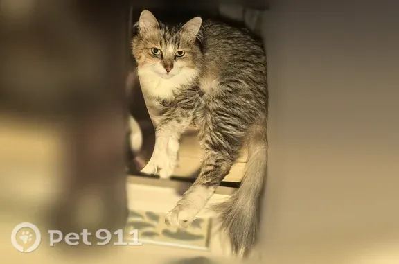 Пропала кошка, Смоленск, Толстовский 1-й, д. 7 — откликается по имени, болеет мозжечковой атаксией - photo