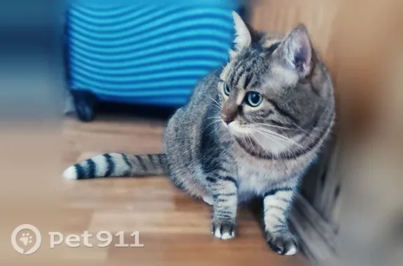 Найдена кошка, Краснодар, фото: Найдена кошка, Краснодар, им. 40-летия Победы, Краснодар — упитанная, с зелёными глазами