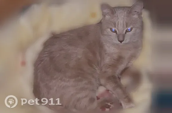 Пропала кошка, Челябинск, Грибоедова, Челябинск — домашняя, 7 лет, рыженькая с полосками - photo