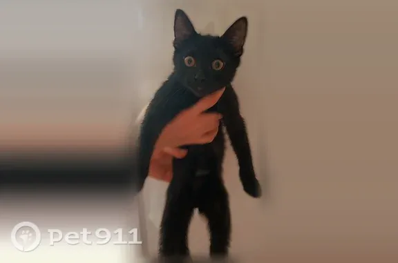 Найдена кошка, Оренбург, фото: Найдена кошка, Оренбург, Аксакова, Оренбург — чёрная, 3–4 месяца