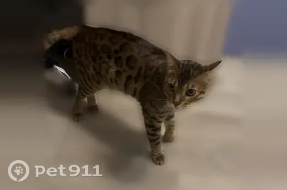 Найдена кошка, Кемерово, фото: Найдена кошка, Кемерово, Свободы, д. 27а, Кемерово — добрый мальчик, идёт на контакт