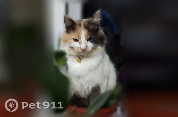 Пропала кошка, Белгород, Ватутина, д. 82, Белгород — трёхцветная, немного упитанная - photo