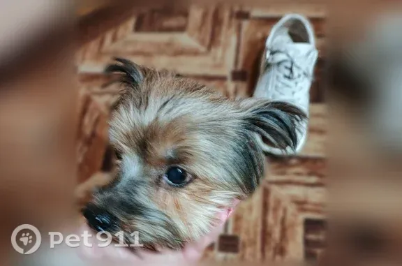 Нашли собачку бегала в Малоярославце по улице Кутузова