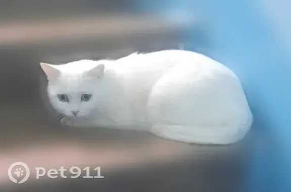 Найдена кошка, Набережные Челны, фото: Найдена кошка, Набережные Челны, Томази Кереселидзе, д. 6/99 — сидит в подъезде