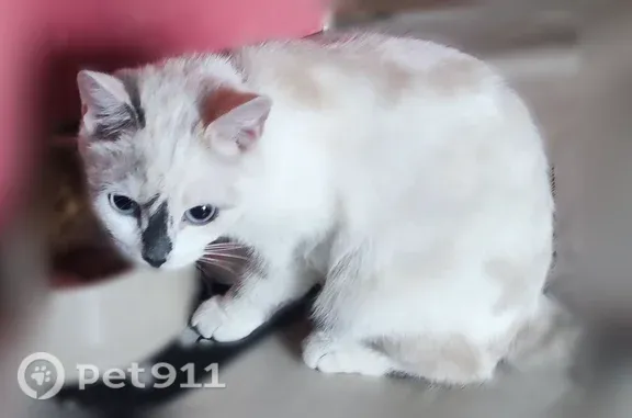 Найдена кошка, Нижний Тагил, фото: Найдена кошка, Нижний Тагил, Правды, д. 2 — с ошейником, рот был в крови