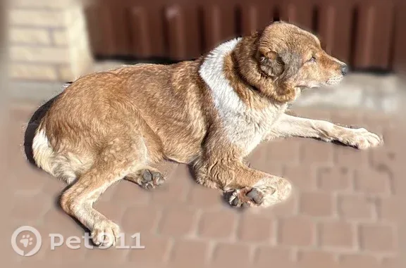 Найдена собака, Пески Снт, фото: Найдена собака, Деревня Пески, Севастопольская, д. 13, Пески Снт — взрослая крупная собака, красный ошейник