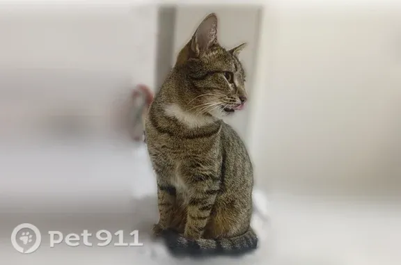 Кошки потеряшки, Пенза, фото: Потеряшка кошка, Район Первомайский (г Пенза), Вишневая, д. 31, Пенза — миниатюрная, белые носочки, ласковая
