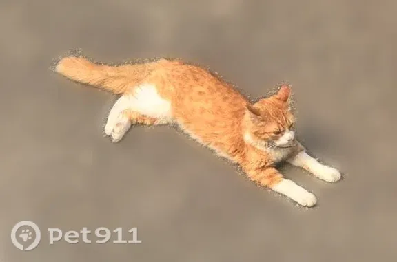 Объявления о пропавших и найденных животных, Ставрополь, фото: Найдена кошка, Ставрополь, Ленина, д. 365 — в ошейнике, огненно-рыжий окрас