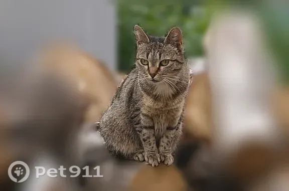 Найденные животные Томск, фото: Найдена кошка, Томск, Дорожный, Томск — людей опасается, похожа на домашнюю