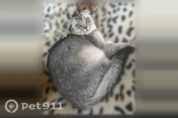 Пропала кошка, Лобня, Спортивная, д. 3 — ласковая девочка - photo