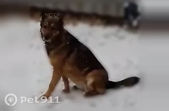 Пропала собака, 3-й Тепличный, Саратов — пожилая, хромает на заднюю лапу - photo
