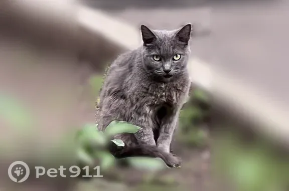 Найдена кошка, Москва, фото: Найдена кошка, Москва, Живописная, д. 6 1