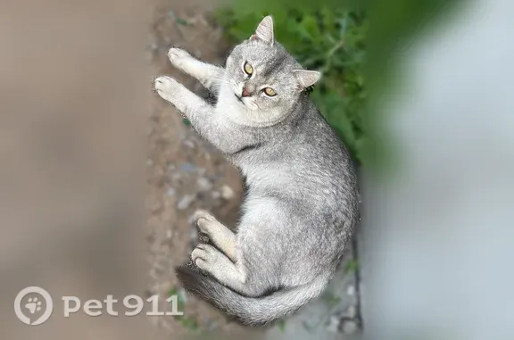 Найдена кошка, Балашиха, фото: Найдена кошка, Энтузиастов, д. 6Д, Балашиха — у перехода, шипит, не идёт на руки