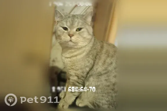 Пропала кошка, Санкт-Петербург, Краснопутиловская, д. 127 — серо-голубая шерсть, с более тёмными полосками - photo