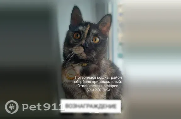 Пропала кошка, Космонавтов, Усолье-Сибирское — с золотистым медальоном - photo