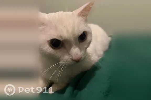 Найдена кошка, Енисейская, д. 17, Томск — белая, каумани, кастрированная - photo