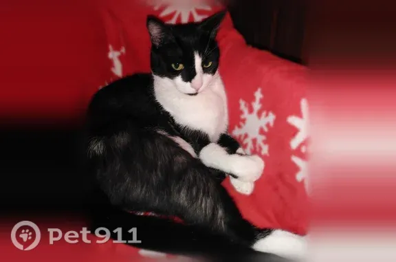 Пропал кот, Уфа, Степана Злобина, д. 44 — чёрно-белый, 7 лет, напуган - photo