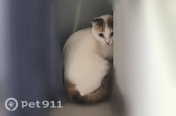 Найдена кошка, Астрахань, фото: Найдена кошка, Астрахань, Началовское - вислоухая, около года