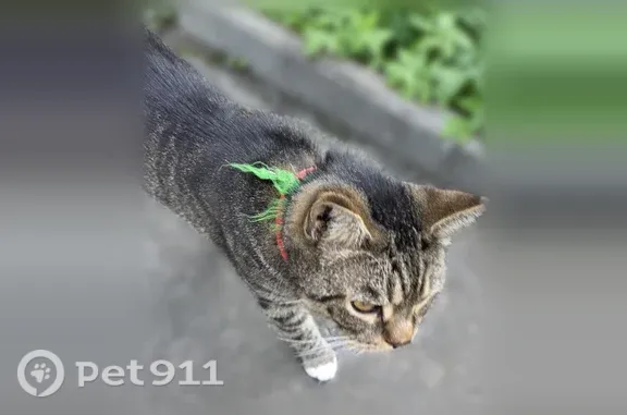 Найдена кошка, Петрозаводск, фото: Найдена кошка, Петрозаводск — с ошейниками, замечен на улице