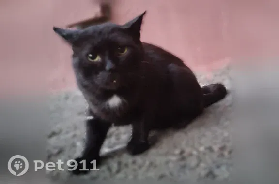 Найдена кошка, Казань, фото: Найдена кошка, ул. Гаврилова, Казань — чёрная, с белым пятнышком на грудке