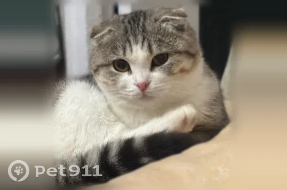 Пропала кошка, Рабочий поселок Приютово, Лесная, Приютово — любвеобильная, серого окраса, вислоухая - photo
