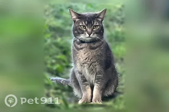 Объявления о пропавших и найденных животных, Мурманск, фото: Найдена кошка, Мурманск, Генерала Фролова, д. 7а — котик серый с белыми пятнышками