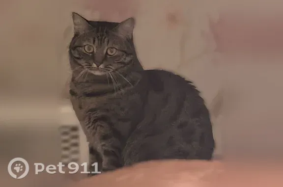 Пропала кошка, Мира, д. 56, Новосибирск — одно ухо слегка надорвано - photo