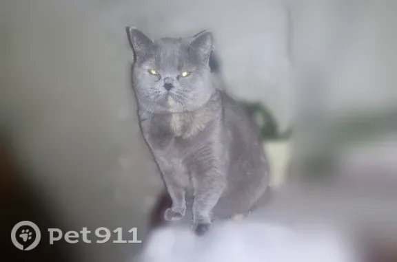Пропала кошка, Владимир, Юбилейная, д. 20 — серая вислоухая кошечка - photo