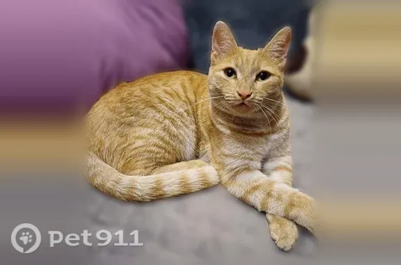 Пропала кошка, Округ Ленинский (г Омск), Грушевая, д. 6, Омск — рыжий кот, 3 года, с чёрными точками на губке - photo