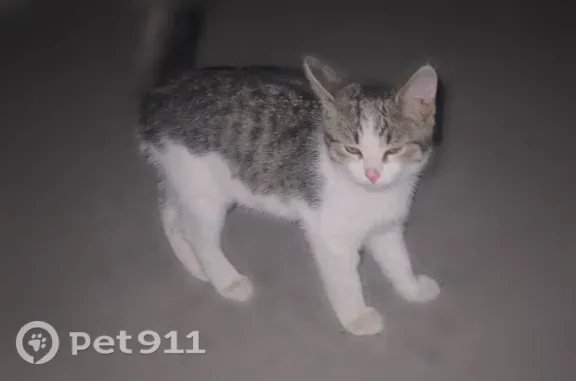 Найдена кошка, Саратов, фото: Найдена кошка, Район Ленинский (г Саратов), Гвардейская, д. 23, Саратов — очень ласковая, котёнок