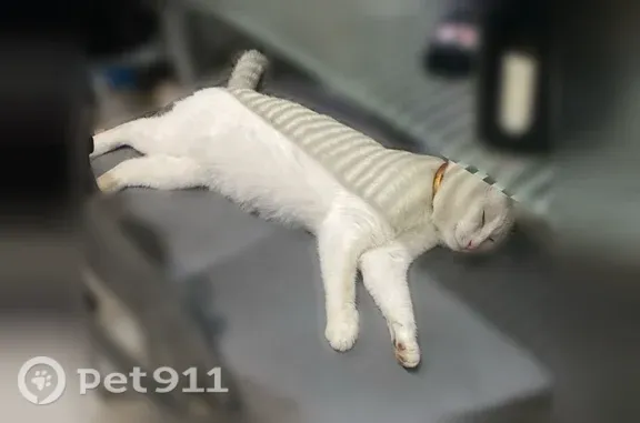 Кошки потеряшки, , фото: Потеряшка кошка, Микрорайон Энгельс-10 (рп Приволжский), 3-й квартал, д. 7 — белый, гладкошерстный кот с жёлтыми глазами