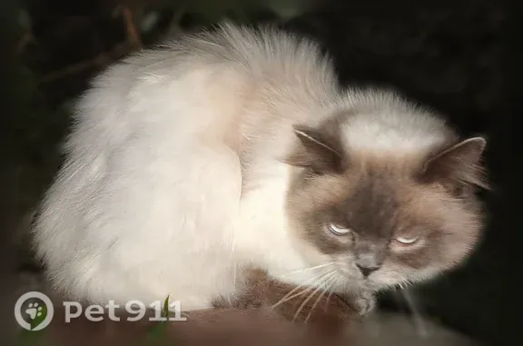 Найденные животные Балтийск, фото: Найдена кошка, Поселок Павлово — котик найден на пляже рядом с глемпингом, бело-серый окрас