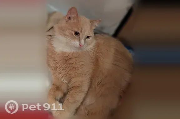 Пропала кошка, Реутов, Юбилейный, д. 10, Реутов — кот выпрыгнул со второго этажа балкона - photo