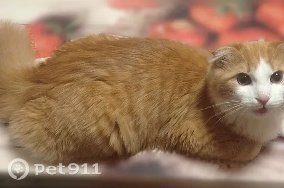 Пропала кошка, Пошехонское, Вологда — рыжий крупный пугливый вислоухий кот - photo