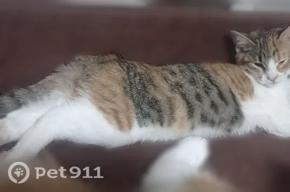 Пропала кошка, Окружное, Вологда — пятнистая, очень контактная - photo