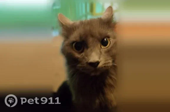 Найдена кошка, Рязань, фото: Найдена кошка, Стройкова, д. 67 1, Рязань — серая дымчатая, ласковая