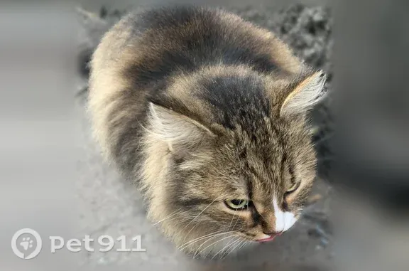 Объявления о пропавших и найденных животных, Новокузнецк, фото: Найдена кошка, Новаторов, д. 7, Новокузнецк — ухоженная, видно что домашняя