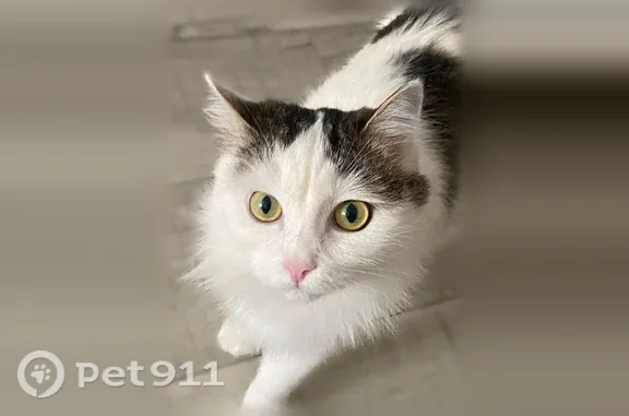 Пропала кошка, Кумертау, Мира, д. 2 А — очень пугливая, боится громкой речи и шагов - photo