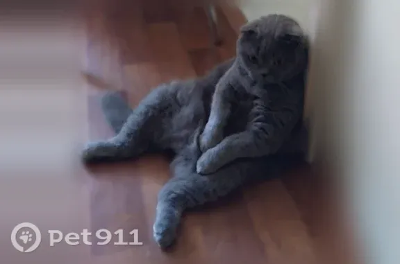 Пропала кошка, Село Арахлей, Арахлей — серый кот, 10 лет - photo