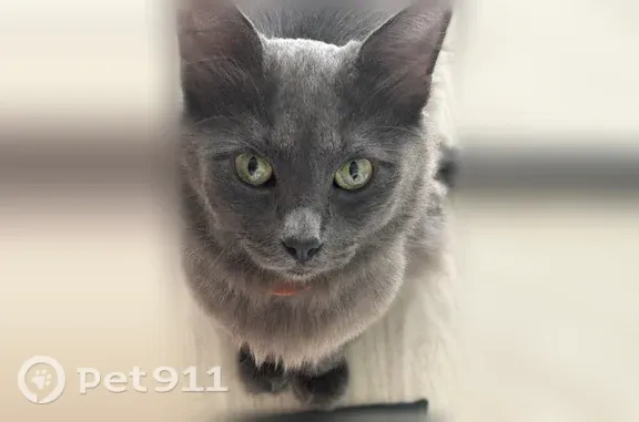 Найдена кошка, Кемерово, фото: Найдена кошка, Кемерово, Дружбы, д. 30 — дымчатый молодой кот, не кастрирован
