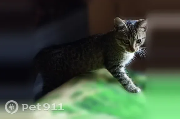 Пропала кошка, Лиственная, Зеленодольск — серая, белые задние лапки, ручная - photo