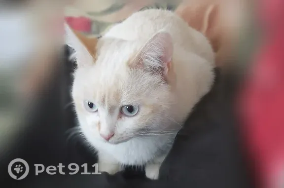 Пропала кошка, Кострома, Костромская, д. 100 — белая, выбежала из квартиры - photo