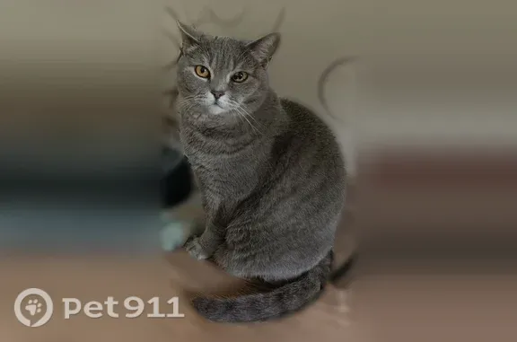 Пропала кошка, Рабочий поселок Кольцово, д. 8, Кольцово — упала с балкона, 12 лет - photo