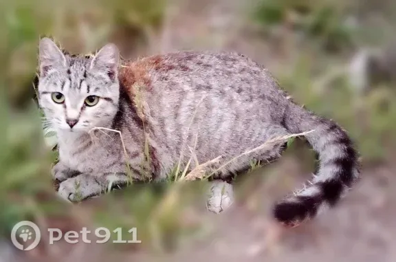 Пропала кошка, Ильича, Нижний Новгород — потерялась 5 дней назад - photo