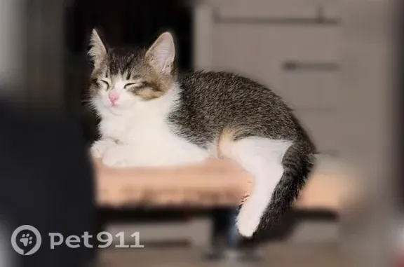 Найдена кошка, Иваново, фото: Найдена кошка, Иваново, Куконковых, д. 84 — домашняя, ухоженная, трёхцветная