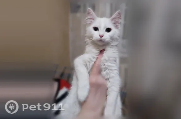 Пропала кошка, Тверь, Бобкова, д. 23 — белая молодая кошечка, выпала из окна - photo