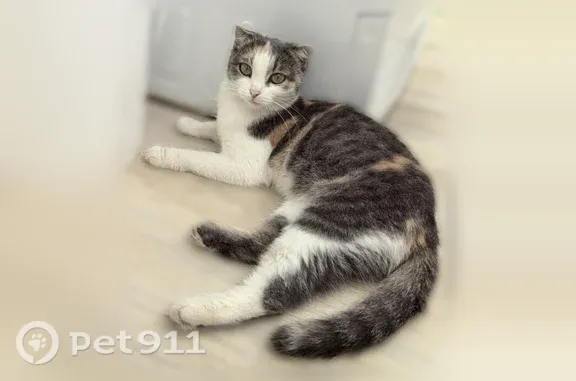 Найдена кошка, Ярославль, фото: Найдена кошка, Текстилей, Ярославль — миниатюрная, ушки небольшие