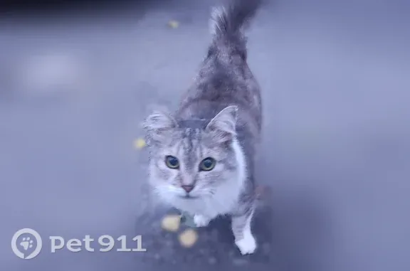 Найдена кошка, Воронеж, фото: Найдена кошка, Воронеж, Чапаева — серая с белым, очень контактная