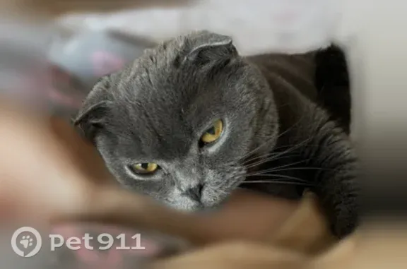 Пропала кошка, Село Леньково, Школьная, д. 12 — 11 лет, худенькая от природы - photo